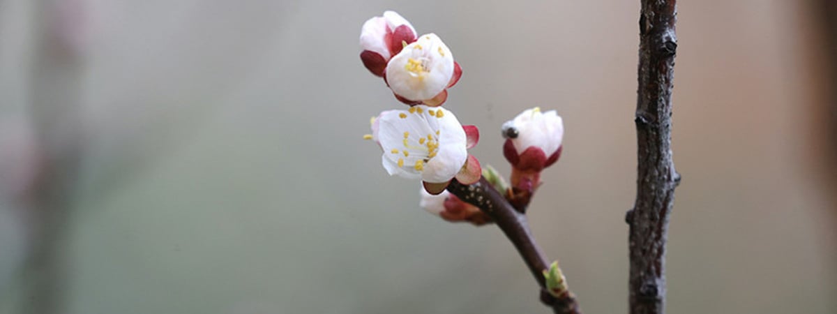 Теплее, чем обычно, но с короткими дождями. Какой будет погода в Беларуси на наступившей неделе