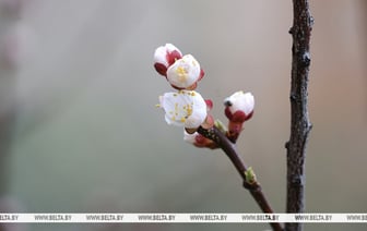 Теплее, чем обычно, но с короткими дождями. Какой будет погода в Беларуси на наступившей неделе