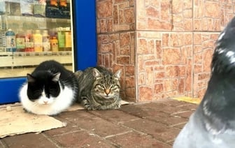 Усыплять или сдавать в приюты? Спросили белорусов о проблеме бездомных животных