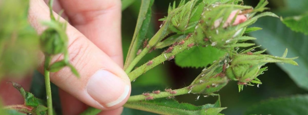 Цветы, пищевая сода и горчичный порошок. Нашли, что еще поможет избавиться от тли на участке — Полезно