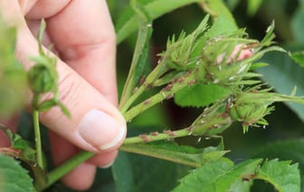 Цветы, пищевая сода и горчичный порошок. Нашли, что еще поможет избавиться от тли на участке — Полезно