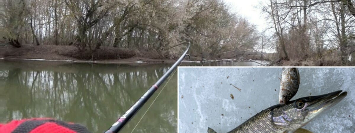 От 1200 руб. штрафа до 3 лет. В некоторых областях Беларуси запретили лов щуки с 1 марта — Официально