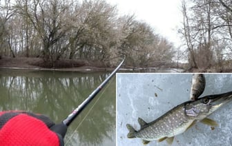 От 1200 руб. штрафа до 3 лет. В некоторых областях Беларуси запретили лов щуки с 1 марта — Официально