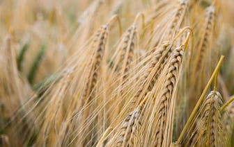 Цены на зерновые в мире снижаются второй месяц подряд