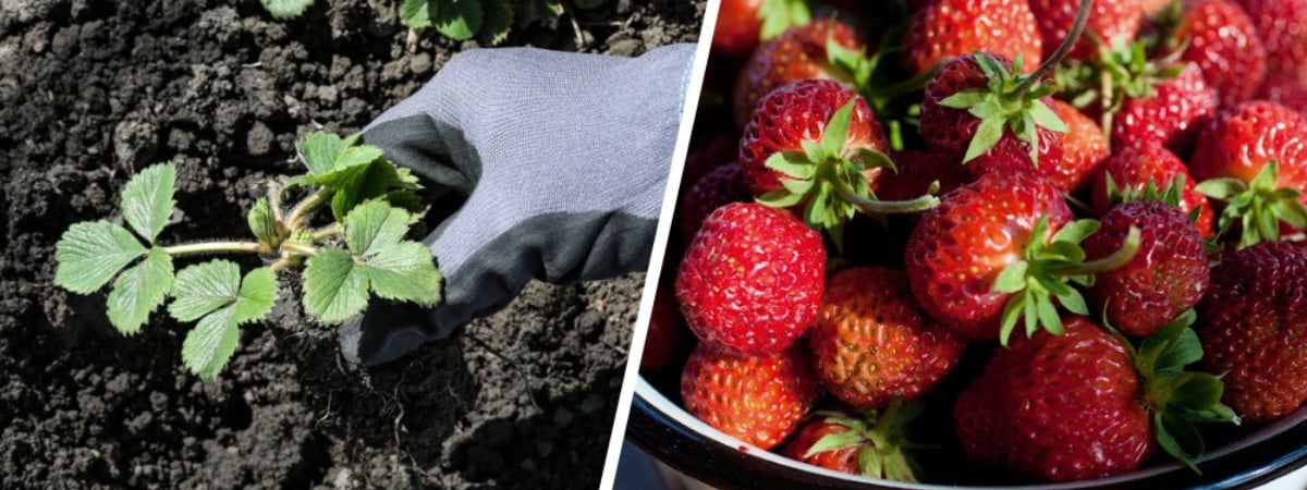 Положите это под каждый кустик клубники. Ягоды будете собирать большими мисками — Полезно