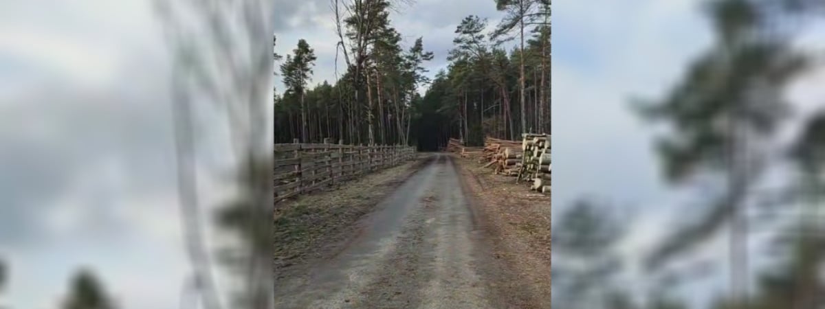 «Без бинокля на километры вперёд видно» — Белорусы пожаловались на «бардак» в лесу — Видео