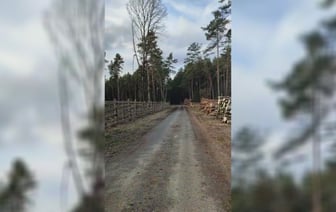 «Без бинокля на километры вперёд видно» — Белорусы пожаловались на «бардак» в лесу — Видео