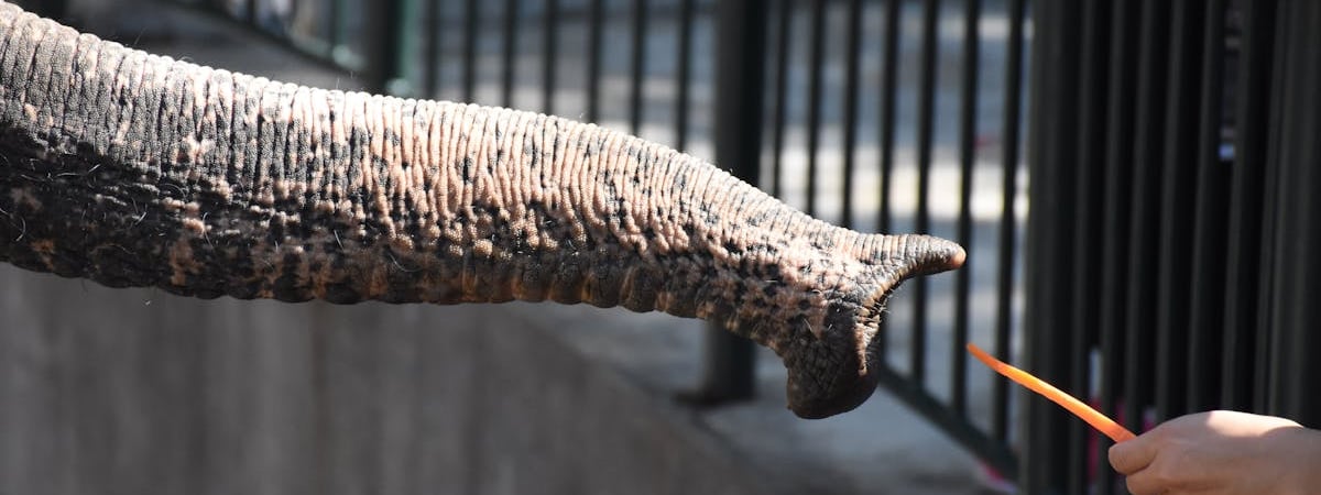 Как спасти морковь от болезней? Полейте её этим проверенным раствором — Полезно