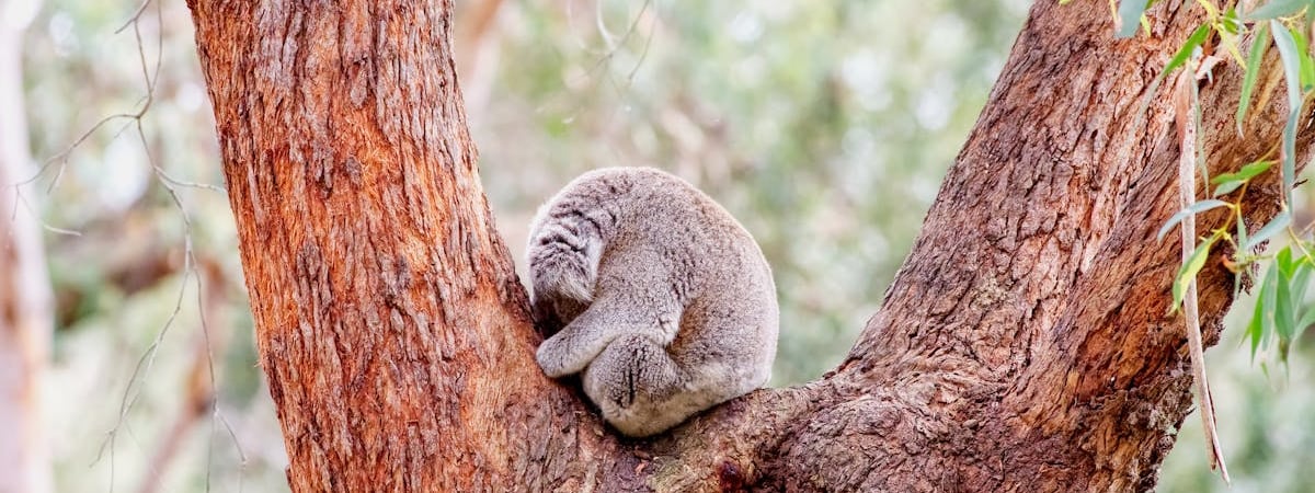 Австралия предоставила €6 млн в Фонд поддержки энергетики Украины