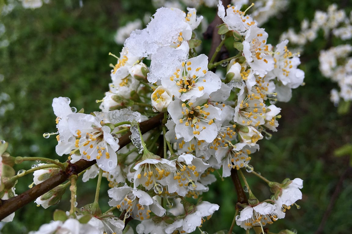 Снег на цветах черешни. Фото ННВ