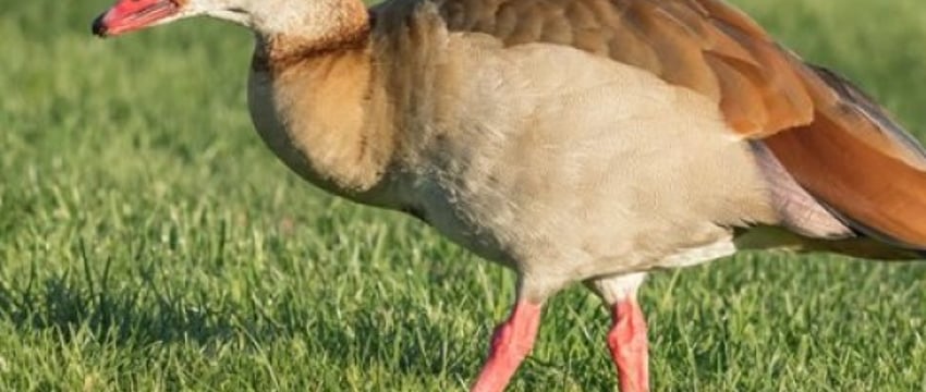 В Беларуси замечены опасные птицы. Что за они?