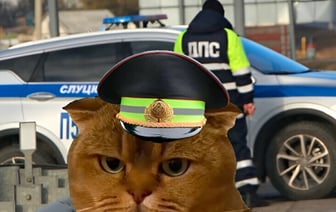 Вместо помады – лапой по морде. ГАИ Минщины рассказала мемами о том, как уберечь детей — Видео