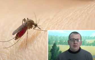 Повторится ли в 2025-м нашествие комаров в Беларуси? Эколог дал прогноз, но в TikTok не поверили — Видео