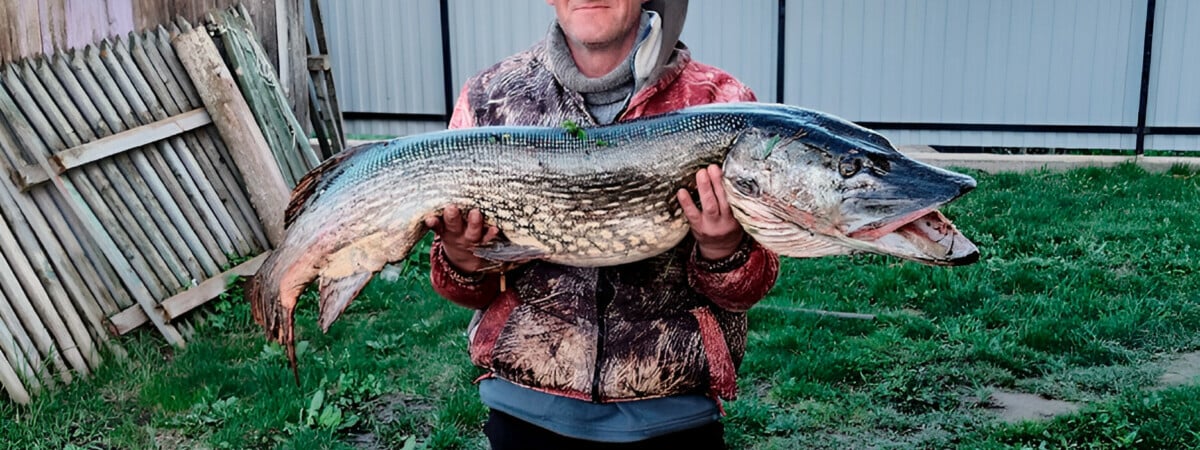 «Поймал «крокодила» — На Гродненщине рыбак выловил щуку весом более 12 кг — Фото
