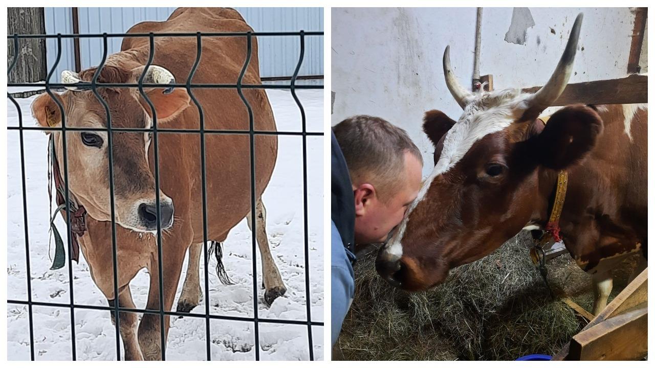 «Три породистые козы стоили, как иномарка»‎. Белорусы переехали из столицы в деревню, чтобы стать сыроварами