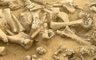 Сенсационная находка: скелет собаки, сохранившийся на протяжении двух тысяч лет