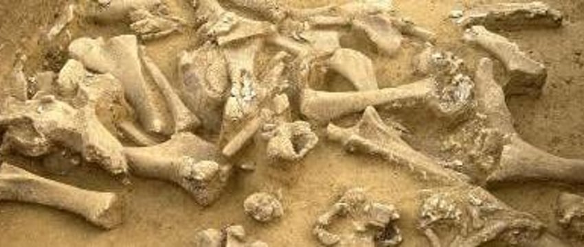 Сенсационная находка: скелет собаки, сохранившийся на протяжении двух тысяч лет