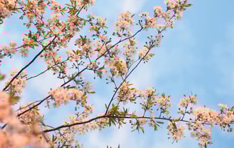 Беларусь установила дипотношения с бывшим Свазилендом