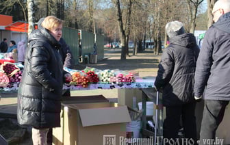 Фотофакт. Узнали, по каким ценам в Гродно продают тюльпаны