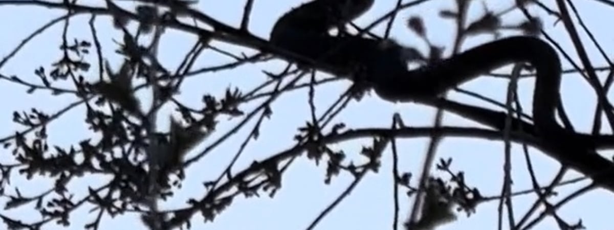 На дереве, набережной и крыльце магазина. Белорусы пожаловались на нашествие змей в разных частях страны — Видео