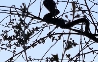 На дереве, набережной и крыльце магазина. Белорусы пожаловались на нашествие змей в разных частях страны — Видео
