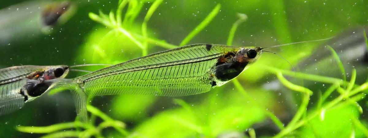 В зоопарке в Гродно пополнение — здесь появились рыбки-невидимки