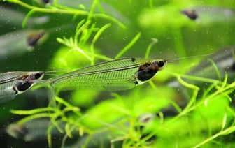 В зоопарке в Гродно пополнение — здесь появились рыбки-невидимки