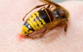 Для кого укус осы может быть смертельно опасен, рассказала специалист