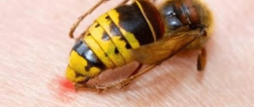 Для кого укус осы может быть смертельно опасен, рассказала специалист