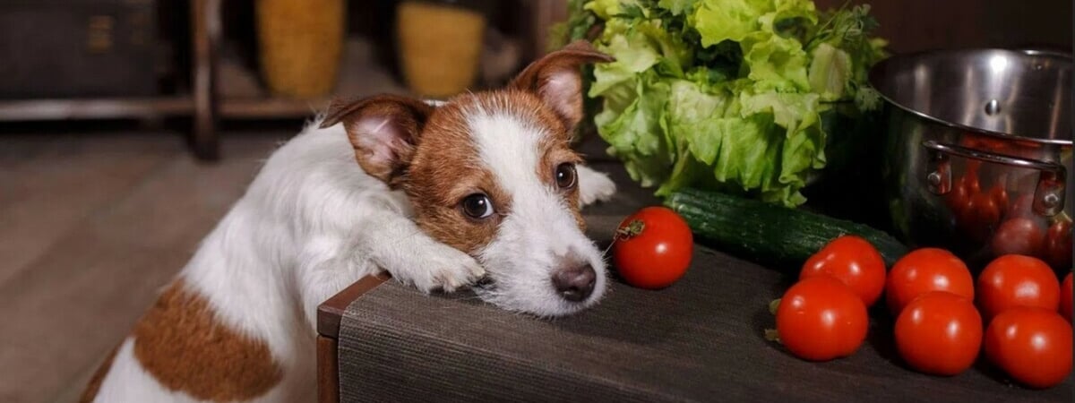 Можно ли давать собаке сырые помидоры? Вот когда полезное лакомство может превратиться в яд — Полезно