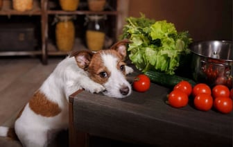 Можно ли давать собаке сырые помидоры? Вот когда полезное лакомство может превратиться в яд — Полезно