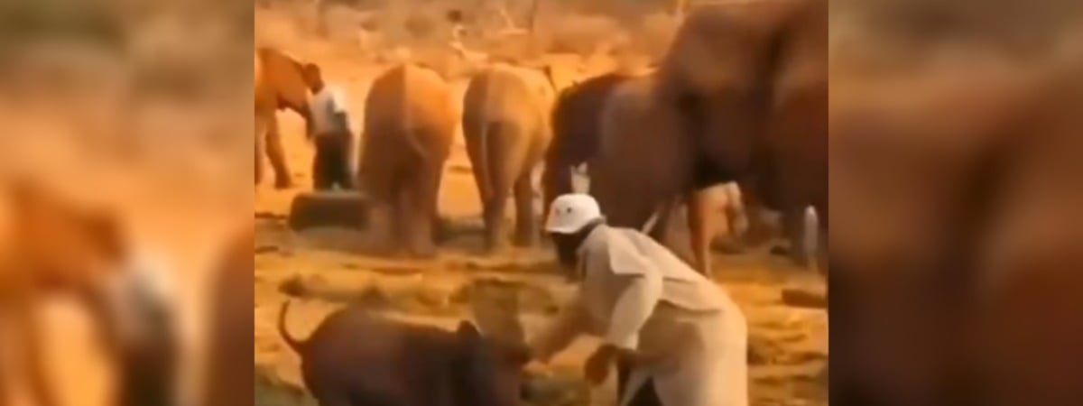 Видео, как слон учит своего детеныша обращаться с людьми, набрало 24 млн просмотров. Почему? — Видео