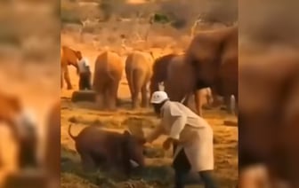 Видео, как слон учит своего детеныша обращаться с людьми, набрало 24 млн просмотров. Почему? — Видео