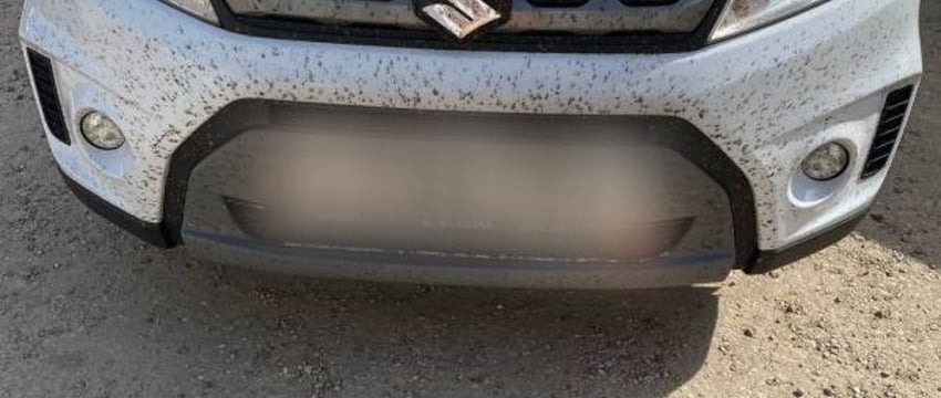 Атака мошек в Бресте: раннее потепление привело к необычной активности