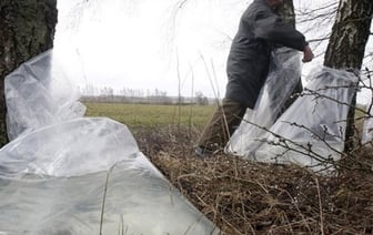 До 500 базовых величин может грозить за нарушение сбора березового сока в Беларуси