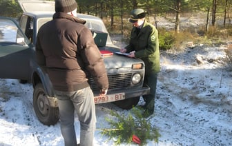 Лесники начали проверки на дорогах Витебщины — ловят тех, кто самовольно рубит ёлочки к Новому году