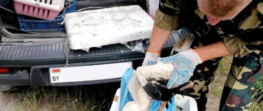 В Пинском районе после бури спасли двух аистов: они получили серьезные травмы крыльев