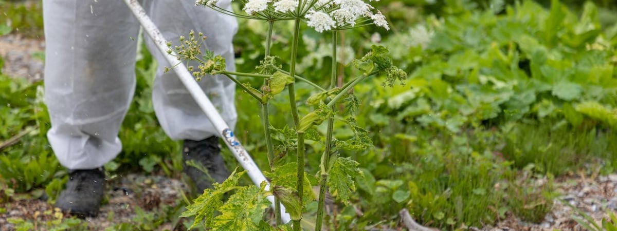 Запрет на выращивание инвазивных растений в Беларуси