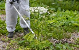 Запрет на выращивание инвазивных растений в Беларуси