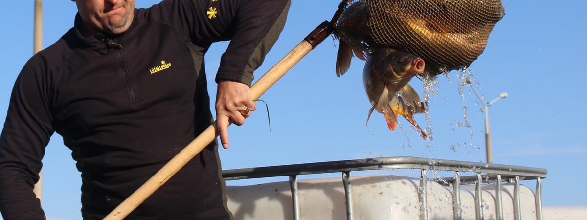 Свежая рыба, овощи, фрукты и саженцы — в Гродно пройдет ярмарка