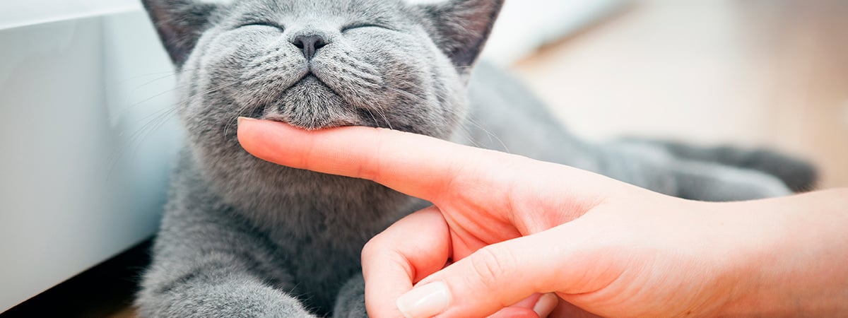 Учёные заявили, что кошки умеют улыбаться. Как это выглядит? — Фото