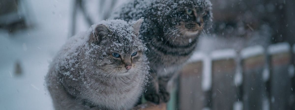 Синоптики предупредили о метелях и «качелях» от +3°С до -17°С. Что ещё принесёт в Беларусь холодная масса со Скандинавии?