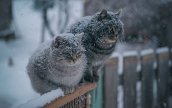 Синоптики предупредили о метелях и «качелях» от +3°С до -17°С. Что ещё принесёт в Беларусь холодная масса со Скандинавии?