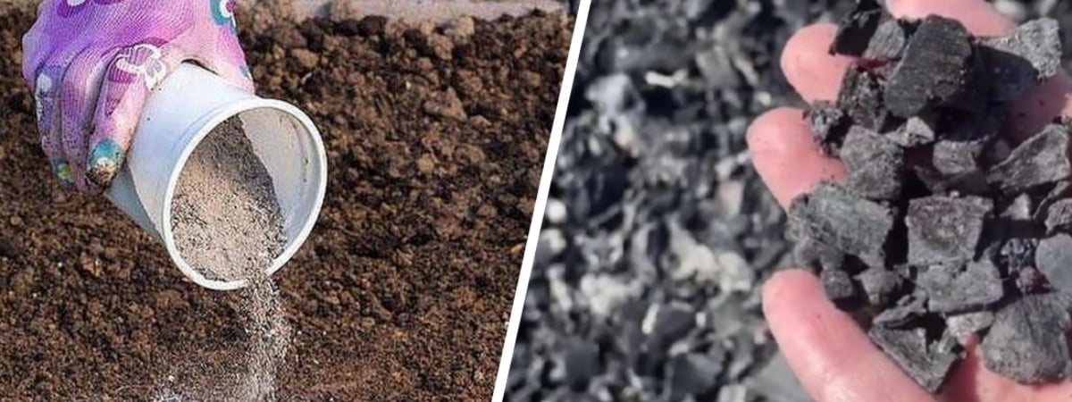 Загрязнение грядок: правильное использование золы и угля в садоводстве