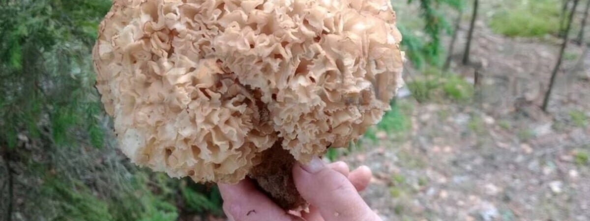 Штраф за сбор — до 1200 рублей. Грибники нашли на Гродненщине заячью капусту. Можно ли есть? — Фото