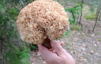 Штраф за сбор — до 1200 рублей. Грибники нашли на Гродненщине заячью капусту. Можно ли есть? — Фото