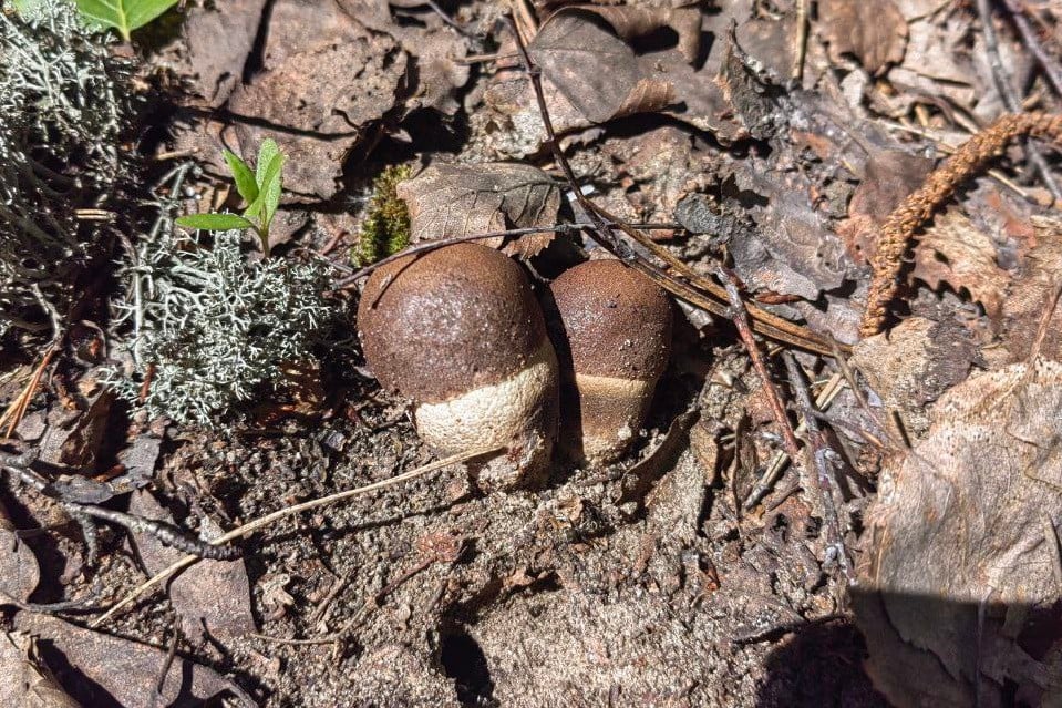 Маслята, подберезовики, боровик... Белорусские грибы рванули слишком рано