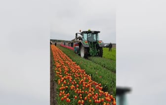 «Сердце болит на такое смотреть» — В Сети появилось видео с покосом поля из тюльпанов под Брестом — Видео