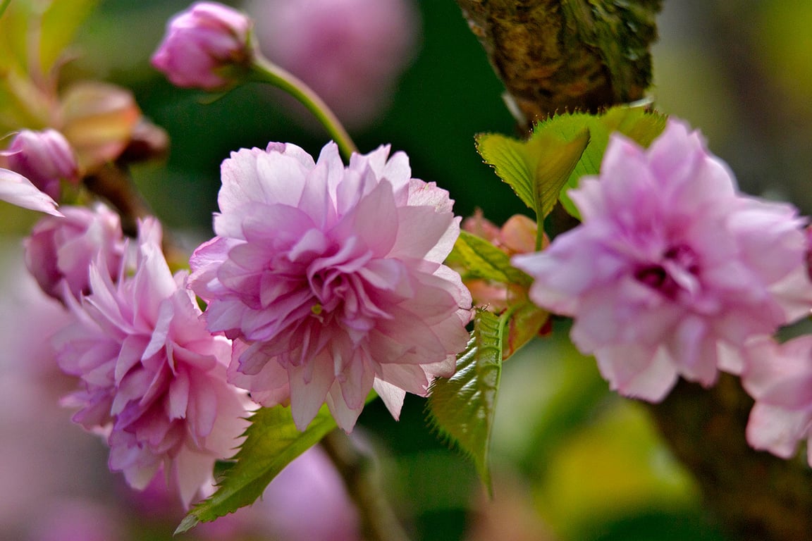 Сакура зацветает в Витебске на Вербницу. Фото Сергея Серебро
