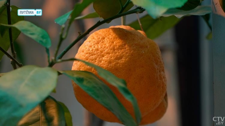 От тропиков до знойной пустыни. Вот какие самые необычные растения есть в Зимнем саду в Бресте